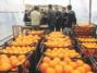 میوه شب عید در 50 نقطه شیراز عرضه می‌شود