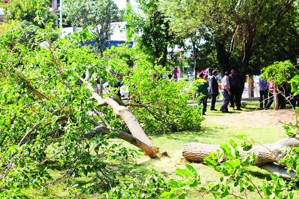 عضو شورای شهر شیراز: 6  هزار اصله درخت به دلیل جانمایی  اشتباه یک طرح در شیراز قطع شد