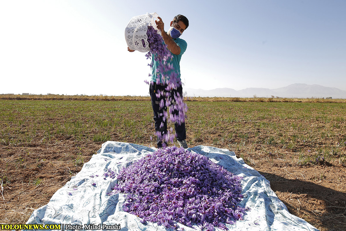 مزرعه زعفران سرورستان/ عکس: میلاد پناهی