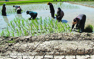 معاون شرکت آب منطقه‌ای فارس: تفاوت قیمت؛ عامل استقبال از کشت برنج در خشکسالی است