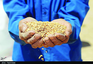 مطالبات ۲۸۰ میلیارد تومانی گندم‌کاران فارس؛ ۶۹۵ هزار تن گندم خریداری شد
