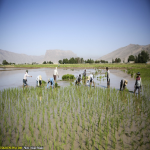 des: برنجکاران بخش رامجرد شهرستان مرودشت فارس در فصل تابستان به صورت دستی و مکانیزه به کاشت برنج می پردازند