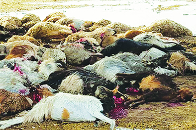 کارشناس دامپزشکی مرودشت اعلام کرد؛ تلف شدن ۲۵۰ گوسفند با آب مسموم در مرودشت