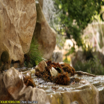 des: بزرگترین آبشار دست ساز و نیمه طبیعی - شیراز، چمران عکس/ الهه پورحسین-ایلناز ثابت-زهرا شکوهیان