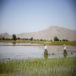 des: برنجکاران بخش رامجرد شهرستان مرودشت فارس در فصل تابستان به صورت دستی و مکانیزه به کاشت برنج می پردازند